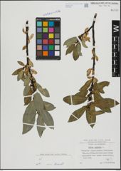 Foto von Salix hastata L.